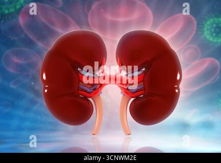 Menschliche Niere Anatomie. 3D-Darstellung Stockfoto