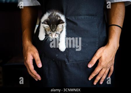Nahaufnahme eines kleinen, tabbygen Kätzchens mit blauen Augen und weißen Pfoten, die aus einer schwarzen Schürzentasche schauen. Hände und Unterarme eines Erwachsenen sind sichtbar. Die Rückseite Stockfoto