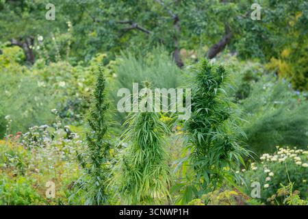 Legale Cannabispflanze. Marihuana-Garten-Anbaugebiet. Cannabis im Garten. Stockfoto