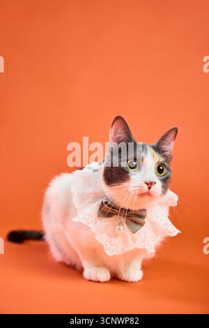 Ein Porträt einer charmanten Katze mit dekorativem Spitzenkragen und Schleife, die sich in einem professionellen Studio vor einem warmen orangen Hintergrund anmutig posiert Stockfoto