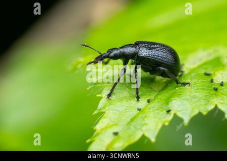 Europäischer Käfer - Deporaus betulae, kleiner Schwarzblattkäfer, der in europäischen Wäldern und Wäldern beheimatet ist, Zlin, Tschechische Republik. Stockfoto