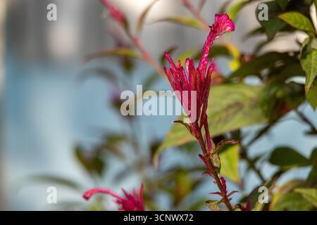 Die Knospe der Cockscomb-Blüte (Celosia cristata) blüht im Garten. In Bangladesch ist er als Morog Ful oder Morogjhuti Ful bekannt. Stockfoto