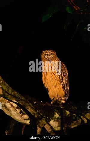 Buffy Fish-Owl (Ketupa Ketupu) auf einem Zweig in der Nacht, Borneo, Malaysia Stockfoto