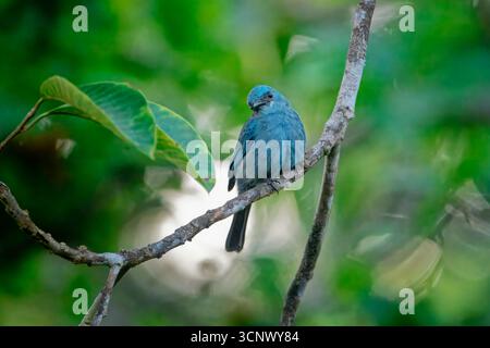 Verditer Flycatcher (Eumyias thalassinus) auf einem Zweig, Borneo, Malaysia Stockfoto