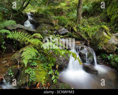 Ruhiger Waldbach mit kleinem Wasserfall - Eine ruhige, lange Exposition eines kleinen Wasserfalls, der über moosige Felsen stürzt, inmitten üppiger grüner Farne Stockfoto