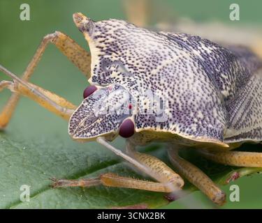 Teneral Forest Shieldbug (Pentatoma rufipes) Nahaufnahme. Tipperary, Irland Stockfoto