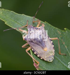 Teneral Forest Shieldbug (Pentatoma rufipes) dorsale Ansicht. Tipperary, Irland Stockfoto