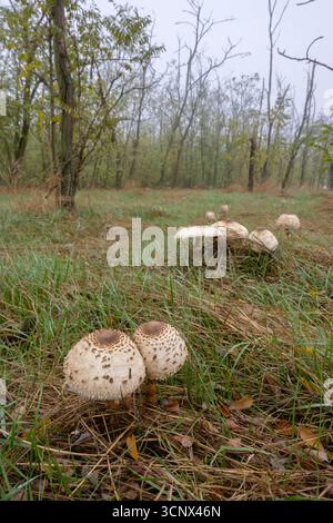 Zwei Sonnenschirmpilze im Vordergrund mit vielen anderen im Hintergrund in einem nebeligen Wald im Herbst Stockfoto