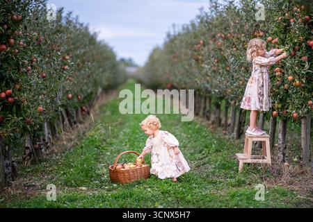 Zwei Kinder pflücken freudig Äpfel in einem üppigen Obstgarten. Ein Kind steht auf einem Stuhl, um höhere Äste zu erreichen, während das andere Äpfel einsammelt Stockfoto