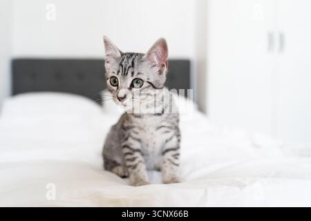 Niedliches graues Kätzchen, das aufmerksam auf einem weichen, weißen Bett in gemütlicher Atmosphäre sitzt. Die verspielte Katze fügt sich perfekt in die Ruhe und den Komfort ein Stockfoto