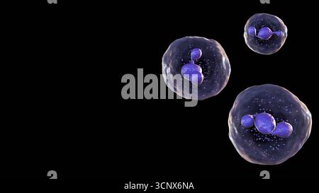 3D-Illustrationsmodell eines Neutrophilen , der am häufigsten vorkommenden Art weißer Blutkörperchen und eines Schlüsselakteurs in der angeborenen Immunantwort Stockfoto