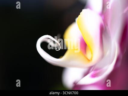 Eine atemberaubende Makroaufnahme, die die lebhaften violetten und gelben Farbtöne einer blühenden Blume aus Igrejinha, Brasilien, erfasst und ihre komplizierten Texturen und unterstreicht Stockfoto