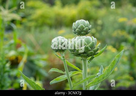 Artischocken (Cynara cardunculus var. Skolymus), der in einem Garten wächst. Artischockenblüten im Juli in einem Garten. Reife Artischocken im Garten, bereit zum pflücken. Stockfoto