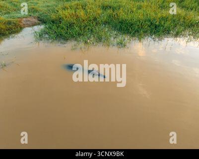Aus der Vogelperspektive eines Alligators, der im schlammigen Wasser lauert, bildet seine Dunkelheit einen starken Kontrast zur umgebenden üppigen grünen Vegetation, Los Llanos, Barinas, Venezuela. Stockfoto