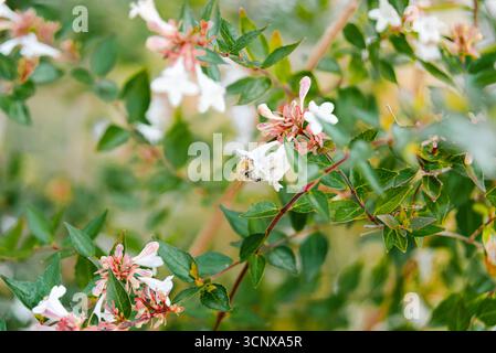 Eine Biene sammelt Nektar aus den Blüten der Abelia Grandiflora und zeigt das empfindliche Gleichgewicht der Natur und den essentiellen Bestäubungsprozess in einem lebendigen Garten Stockfoto