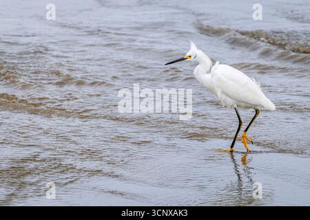 Snowy egret, Egretta thula, Peruibe, Brazil Stockfoto