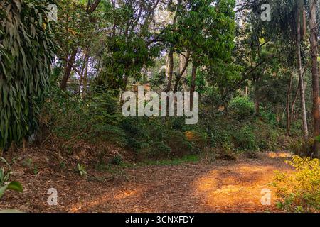 Üppige grüne Waldlandschaft mit sonnendurchfluteten Flecken auf einem mit Blättern bedeckten Gelände im Klosterbereich. Stockfoto