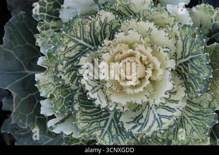 Zierkohl (Brassica oleracea) im Herbstgarten Stockfoto
