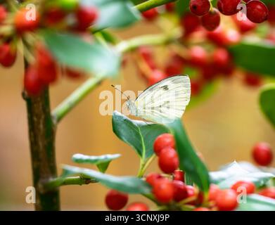 Makro eines Weißkohl-Schmetterlings auf einer stechpalme mit roten Beeren Stockfoto
