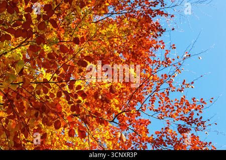 Herbstfarbene Blätter auf den Zweigen Stockfoto