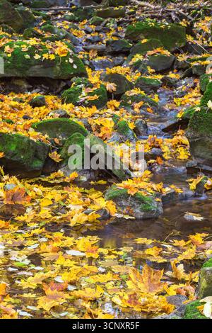Ahornblätter und Felsen mit grünem Moos im Bach Stockfoto