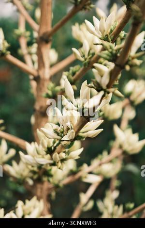 Nahaufnahme eines blühenden Kaffeebaumes mit weißen Blüten in Brasilien. Kaffeeblüten vor der Fruchtentwicklung. Stockfoto