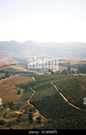 Malerischer Blick auf eine Kaffeeplantage in Brasilien von oben. Panoramablick mit Kaffeefeldern, Bauernhäusern und tropischer Landschaft. Stockfoto