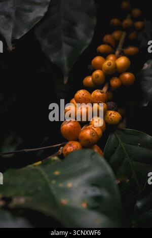 Nahaufnahme von Reifen gelben Kaffeekirschen, die auf einem Kaffeebaum in Brasilien wachsen. Tropische Landwirtschaft und Kaffeeanbau vor der Ernte Stockfoto