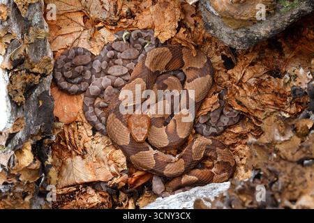 Kupferköpfe (Agkistrodon contortrix), weibliche und neugeborene junge (Neugeborene) auf dem Kolonialgelände gemeinsam mit Holzklapperschlangen, Maryland Stockfoto