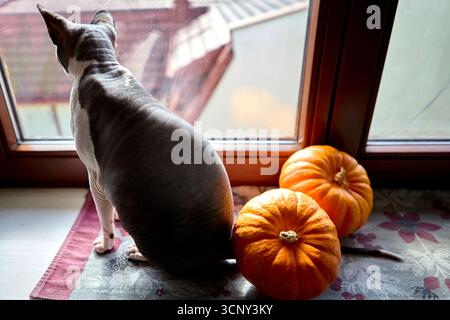 Sphynx Katze von hinten gesehen, die aus dem Fenster blickt, mit Kürbissen daneben. Saisonale Herbstatmosphäre mit Halloween-Stimmung in gemütlichem Innenlicht. Stockfoto