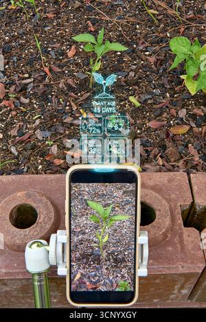 Ein Telefon auf einem Stativ scannt einen Sämling und zeigt holographische Daten (Bodenfeuchte, pH-Wert, Temperatur) an. Ein Konzept für intelligente Landwirtschaft, Agritech, Präzision A Stockfoto