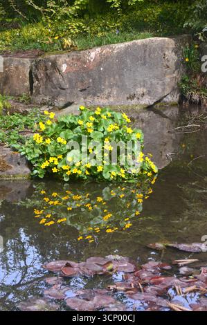 Kleine gelbe Caltha palustris „Marsh Marigold“ Blumen spiegeln sich im Stream im RHS Garden Harlow Carr, Harrogate, England, Großbritannien. Stockfoto