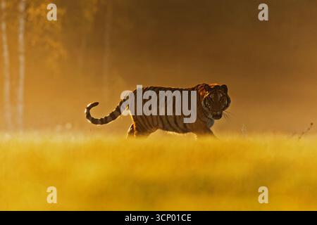 Männlicher sibirischer Tiger Panthera tigris tigris bei Sonnenaufgang im Hintergrund Stockfoto