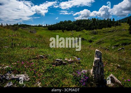 Alpenwiese in Asiago mit Wildblumen, Felsen und grünen Hügeln unter blauem Sommerhimmel. Das Konzept der Berglandschaft, des Ökotourismus und des unberührten Italiens Stockfoto