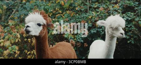 Jane Austen a gâché mA vie (französisch Jane Austen a Wrecked My Life) ist eine französische Romankomödie von Laura Piani aus dem Jahr 2024. Stockfoto