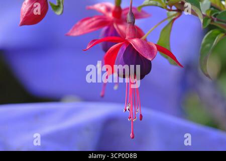 Nahaufnahme der aufziehenden Fuchsia „Dark Eyes“ in Blüte, mit leuchtend roten Sepalen und tiefviolettem Lila (Fuchsia hybrida), Sommerblühpflanze Stockfoto