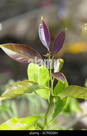 Nahaufnahme eines neuen Wachstums auf einer jungen mexikanischen Limette (Citrus aurantiifolia), die frische grüne und rötliche Blätter im Frühlingssonnenlicht zeigt Stockfoto