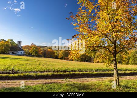 Herbstliche Landschaft: goldener Baum, grüne Wiese, historisches Gebäude, klarer blauer Himmel, friedliche ländliche Landschaft. Stockfoto