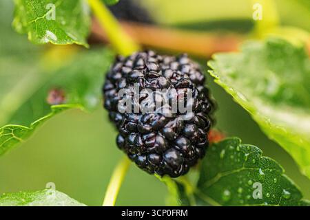 Reife schwarze und unreife rote Maulbeeren hängen im Mai an einem Morus-Alba-Zweig in einem Garten. Die leuchtenden Früchte stehen im Kontrast zu saftig grünen Blättern, Signal Stockfoto