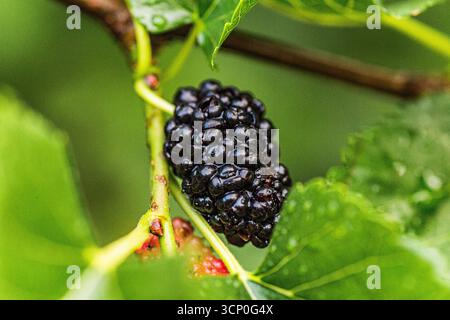 Reife schwarze und unreife rote Maulbeeren wachsen im Mai auf einem Zweig von Morus alba in einem Garten. Die Blätter sind üppig und bilden eine lebendige grüne Kulisse für Stockfoto
