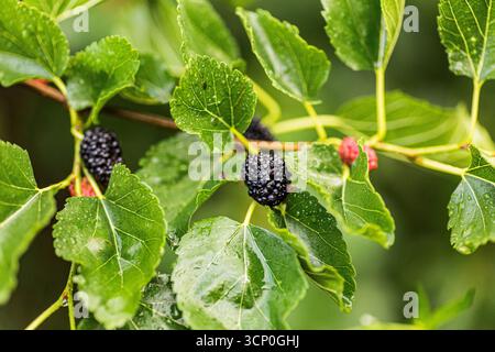 Reife schwarze und unreife rote Maulbeeren hängen im Mai in einem Garten an einem Morus-Alba-Zweig. Die Blätter sind üppig und grün, was die lebhafte Frucht zum Ausdruck bringt Stockfoto