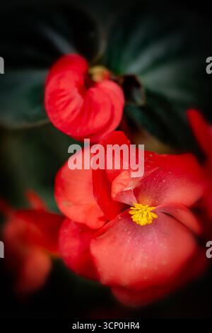 Glorreich produktive Begonia „Wikinger Red on Chocolate“. Natürliches Nahaufnahme blühendes Pflanzenporträt. Sensationell, sentimental, aufdringlich, seidenweich, kühn Stockfoto