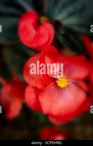 Glorreich produktive Begonia „Wikinger Red on Chocolate“. Natürliches Nahaufnahme blühendes Pflanzenporträt. Sensationell, sentimental, aufdringlich, seidenweich, kühn Stockfoto