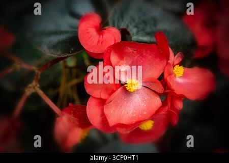 Glorreich produktive Begonia „Wikinger Red on Chocolate“. Natürliches Nahaufnahme blühendes Pflanzenporträt. Sensationell, sentimental, aufdringlich, seidenweich, kühn Stockfoto