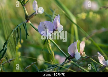 Die feinblättrige Wicke zeigt ihre zarten violetten und weißen Blüten inmitten üppiger Grünflächen und unterstreicht ihre Schönheit in einer ruhigen Umgebung bei Sonnenaufgang. Stockfoto