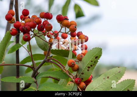 Reifende Früchte von Sorbus aucuparia, bekannt als European Rowan oder Mountain Ash Cluster auf Ästen, die unterschiedliche Farben gegen grünes Laub in Lat zeigen Stockfoto