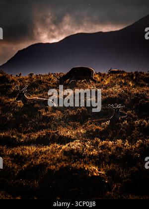 Hirsche, die auf einem sonnendurchfluteten Hügel weiden und ruhen, mit dramatischer Hinterleuchtung und Bergsilhouetten im Hintergrund. Stockfoto
