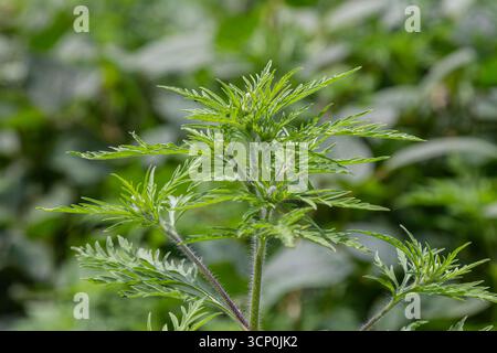 Ragweed blüht in seiner Umgebung mit leuchtend grünen Blättern vor einem Hintergrund von verschwommenem Grün und fängt das Wesen des Sommergras ein Stockfoto
