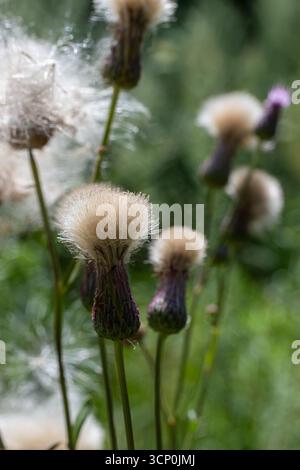 Cirsium arvense, auch bekannt als Kriechdistel, zeigt seine flauschigen Samen und lebendigen Blüten in einem üppigen Feld. Die sonnige Umgebung verstärkt ihre Schönheit Stockfoto