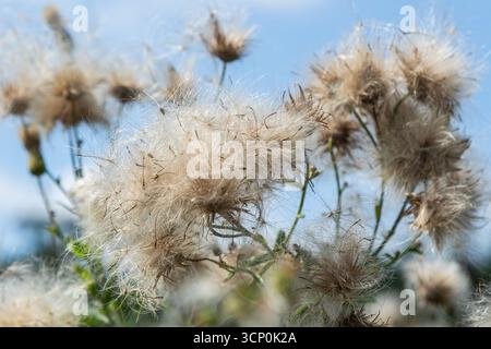 Flauschige Samenköpfe von Cirsium arvense werden vor einem hellblauen Himmel gezeigt, die die komplizierten Details der natürlichen Schönheit dieser Felddistel hervorheben Stockfoto